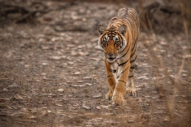 Tigre du Bengale incroyable dans la nature