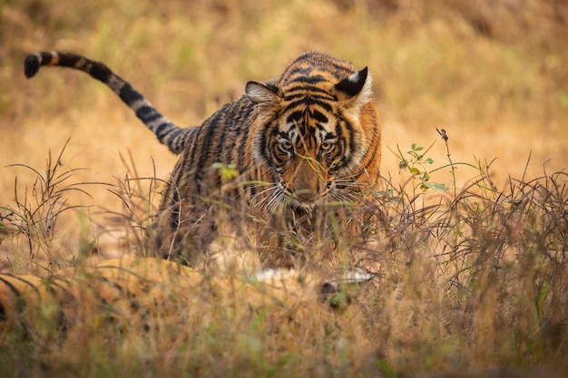 Photo gratuite tigre du bengale incroyable dans la nature