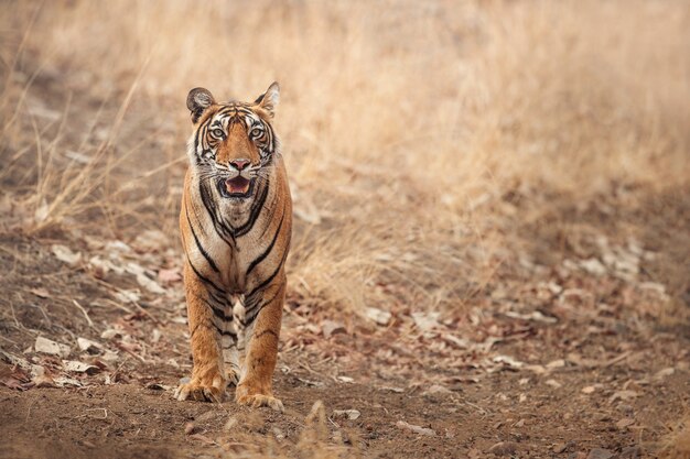 Tigre du Bengale incroyable dans la nature