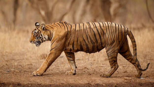 Photo gratuite tigre du bengale incroyable dans la nature