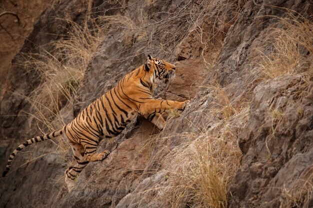 Tigre du Bengale incroyable dans la nature