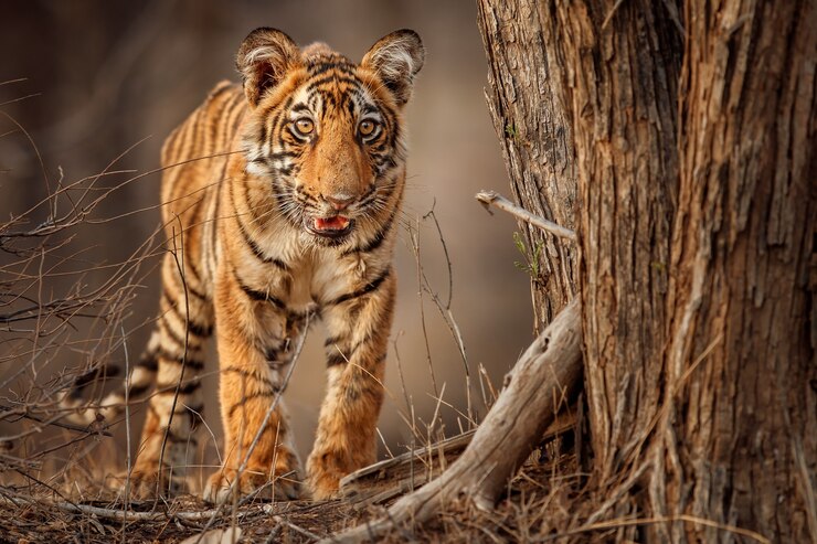 Photo gratuit tigre du bengale incroyable dans la nature