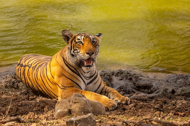Tigre incroyable dans l'habitat naturel. pose du tigre pendant le temps de la lumière dorée. scène de la faune avec un animal dangereux. été chaud en inde. zone sèche avec un beau tigre indien