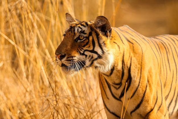 Photo gratuite tigre incroyable dans l'habitat naturel. pose du tigre pendant le temps de la lumière dorée. scène de la faune avec un animal dangereux. été chaud en inde. zone sèche avec un beau tigre indien