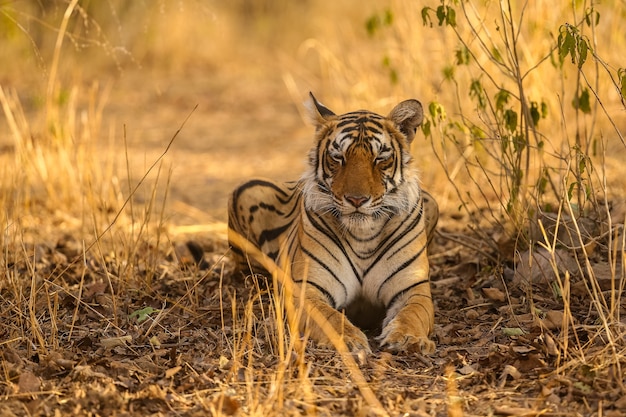 Tigre incroyable dans l'habitat naturel. Pose du tigre pendant le temps de la lumière dorée. Scène de la faune avec un animal dangereux. Été chaud en Inde. Zone sèche avec un beau tigre indien