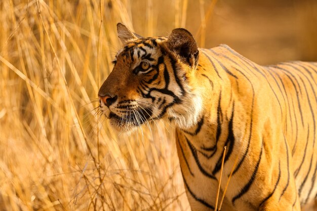 Tigre incroyable dans l'habitat naturel. Pose du tigre pendant le temps de la lumière dorée. Scène de la faune avec un animal dangereux. Été chaud en Inde. Zone sèche avec un beau tigre indien