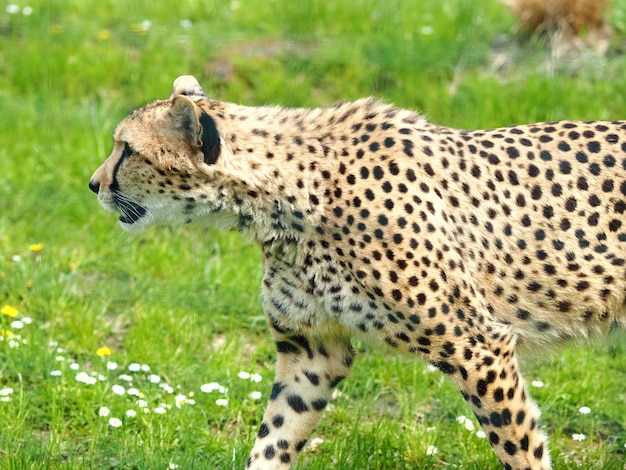 Tigre marchant sur un paysage verdoyant pendant la journée