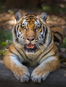 Tigre regardant avec la bouche ouverte