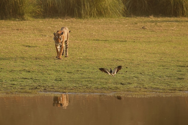 Tigre royal sauvage du Bengale dans l'habitat naturel du parc national de Ranthambhore