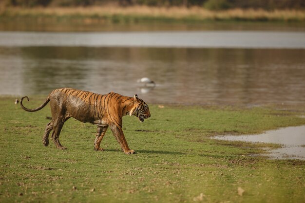 Tigre Royal Sauvage Du Bengale Dans L'habitat Naturel Du Parc National De Ranthambhore