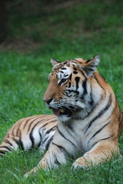 Tigre se reposant dans une zone herbeuse.