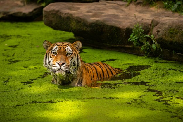 Tigre de Sibérie Panthera tigris altaica nageant dans l'eau directement devant le photographe Prédateur dangereux en action Tigre dans l'habitat de la taïga verte Bel animal sauvage en captivité