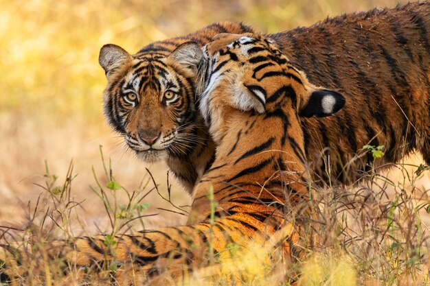 Tigres du Bengale étonnants dans la nature