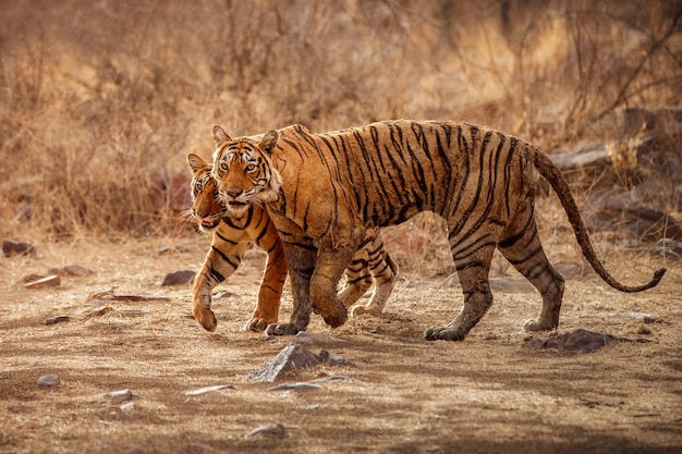 Tigres du Bengale étonnants dans la nature