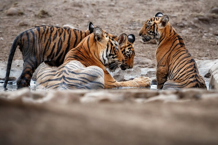 Photo gratuit tigres du bengale étonnants dans la nature