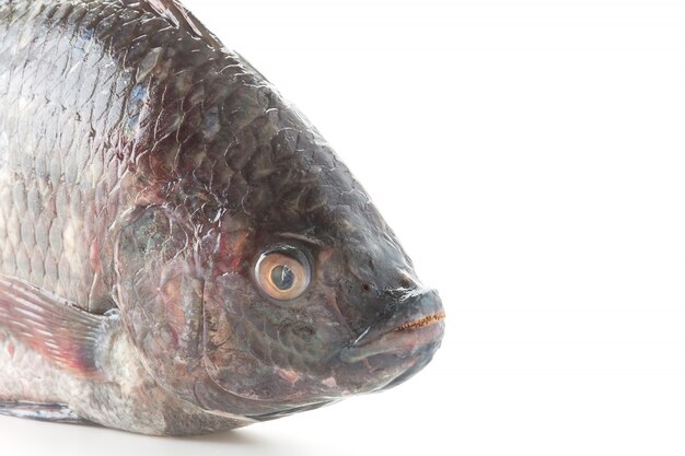 Tilapia noir ou Tilapia