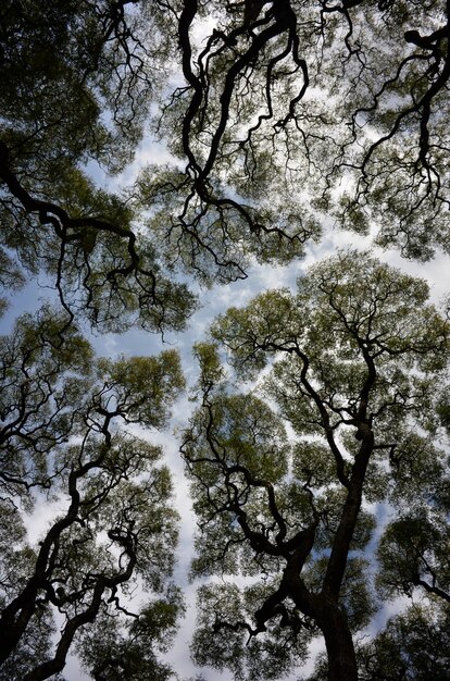 Tir abstrait grand angle d'arbres Tipuana tipu contre le ciel