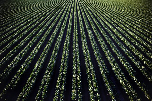 Tir aérien d'un beau champ vert agricole près des montagnes