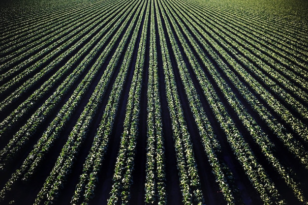 Tir aérien d'un beau champ vert agricole près des montagnes