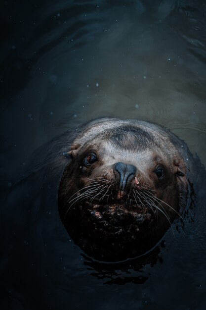 Tir aérien d'un mignon lion de mer dans l'eau en regardant la caméra