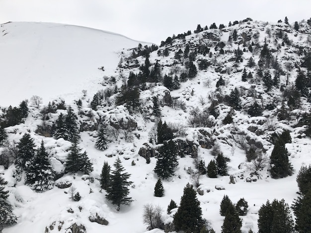 Tir aérien d'une pente de montagne enneigée avec des pins