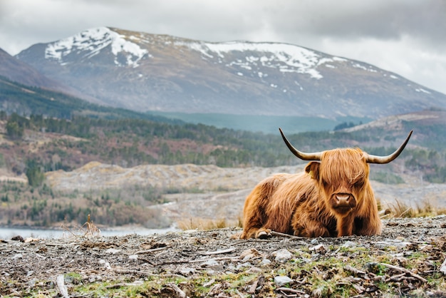 Tir concentré peu profond d'une vache Highland moelleux avec de longues cornes, montagne floue en arrière-plan