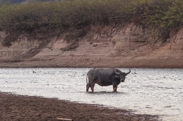 Photo gratuite tir du buffle dans les eaux prises dans le lac doi tao, thaïlande, asie