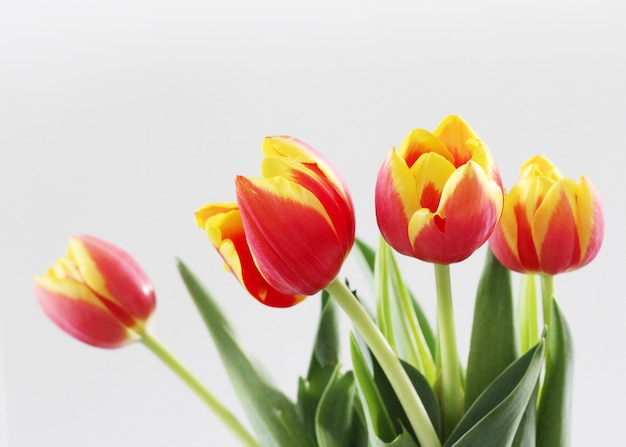Tir horizontal de belles tulipes rouges et jaunes isolés sur fond blanc