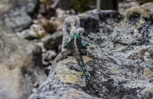 Tir horizontal d'un lézard noir et vert sur un rocher