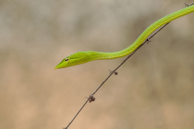 Tir horizontal d'un petit serpent vert sur un mince brunch de l'arbre