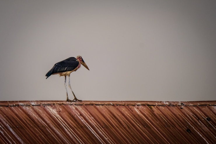 Photo gratuit tir à longue portée d'une cigogne marabout debout sur un toit avec un ciel gris en arrière-plan