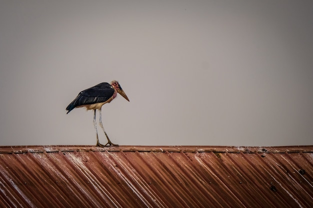 Tir à longue portée d'une cigogne marabout debout sur un toit avec un ciel gris en arrière-plan