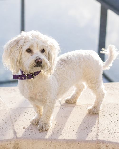 Tir d'un mignon, adorable chien caniche blanc toiletté avec un collier violet