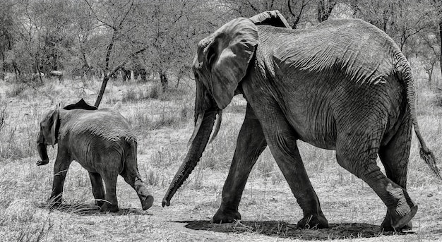 Tir en niveaux de gris d'un éléphant mignon marchant sur l'herbe sèche avec son bébé dans le désert