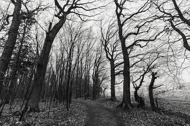 Tir en niveaux de gris d'une forêt effrayante