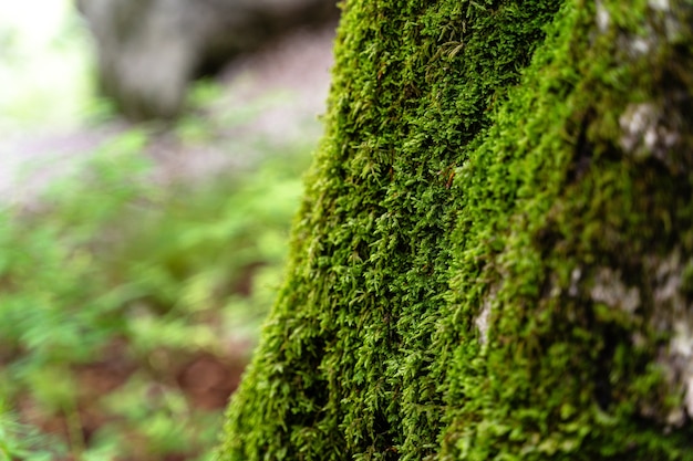 Tir sélectif d'un arbre moussu dans le parc du Triglav, Slovénie pendant la journée