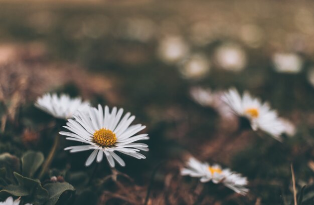 Tir de style vintage des fleurs blanches dans le jardin pendant la journée