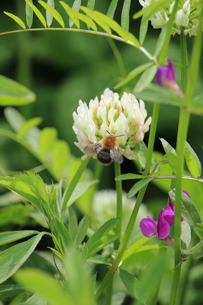 Tir vertical d'une abeille assise sur un trèfle hollandais blanc