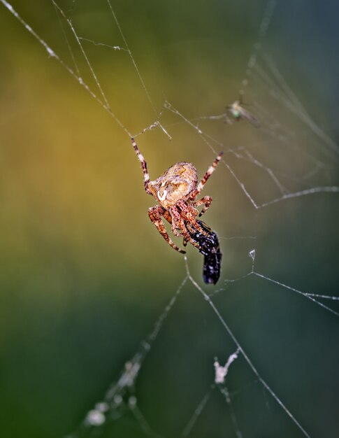 Tir vertical d'une araignée de chasse sur sa toile