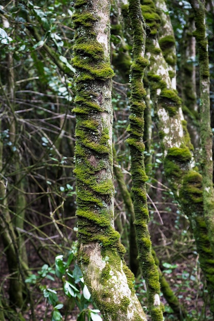Tir vertical d'un arbre avec de la mousse dessus dans la forêt