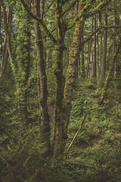 Tir vertical d'un arbre moussu entouré de plantes vertes dans la forêt