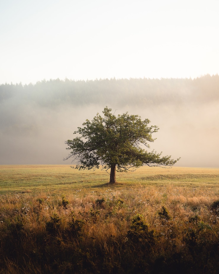 Photo gratuit tir vertical d'un arbre solitaire au milieu de la prairie en face de hautes collines le matin