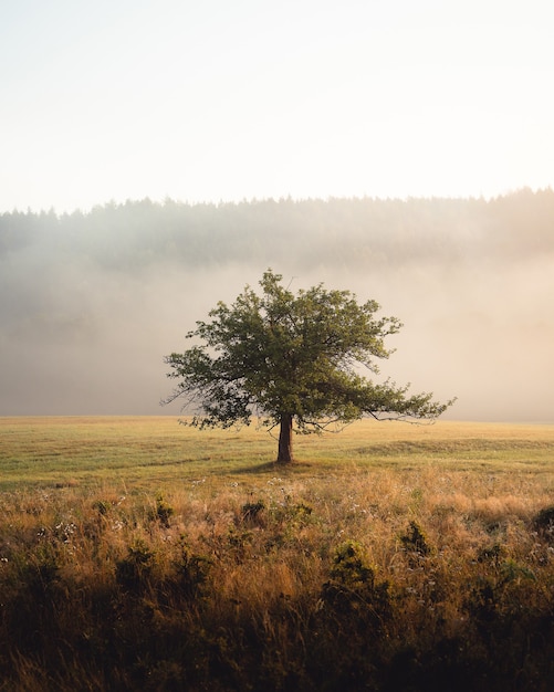 Tir vertical d'un arbre solitaire au milieu de la prairie en face de hautes collines le matin