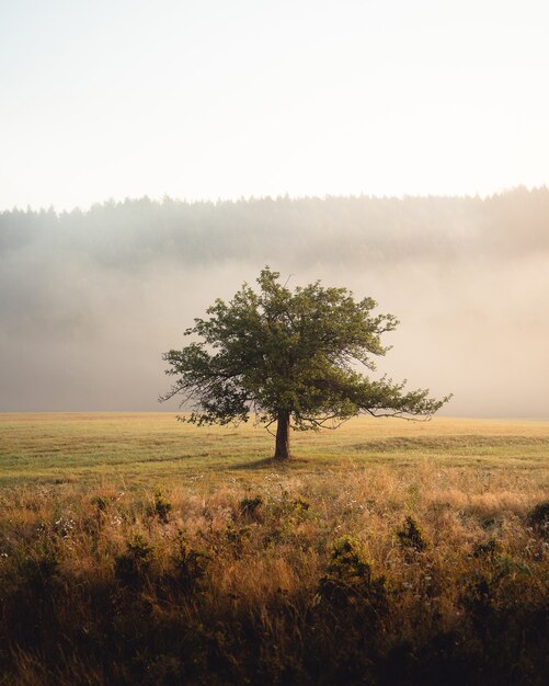 Tir vertical d'un arbre solitaire au milieu de la prairie en face de hautes collines le matin