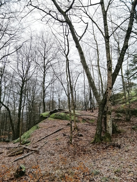 Tir vertical d'arbres au milieu de la forêt à Larvik, Norvège