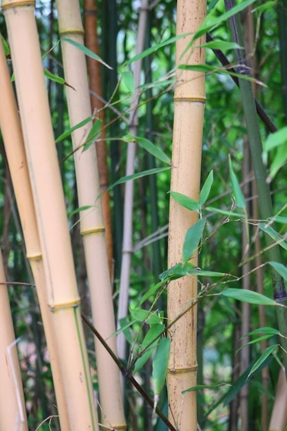 Tir vertical d'arbres de bambou entouré de feuilles vertes