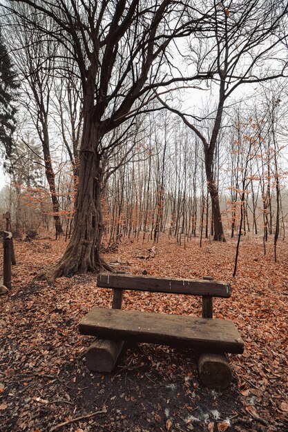 Tir vertical d'un banc en bois dans un parc forestier avec un ciel sombre en arrière-plan