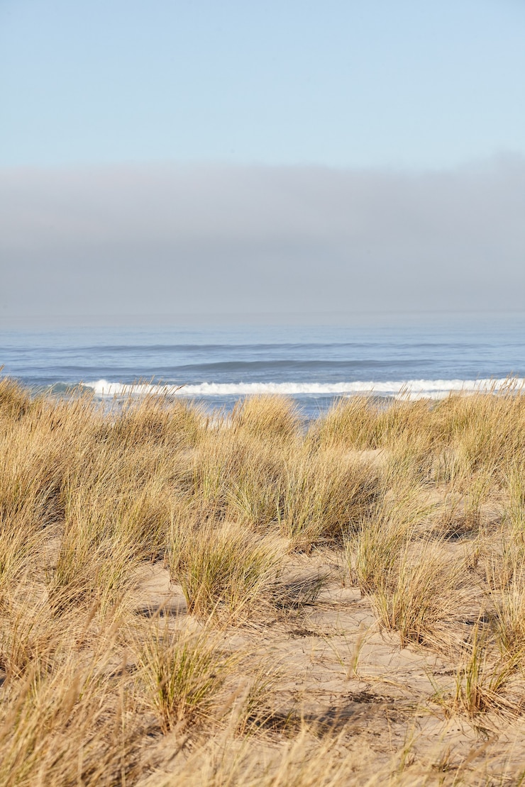 Photo gratuit tir vertical de beachgrass le matin à cannon beach, oregon