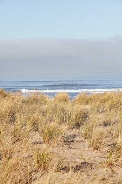 Tir vertical de beachgrass le matin à Cannon Beach, Oregon