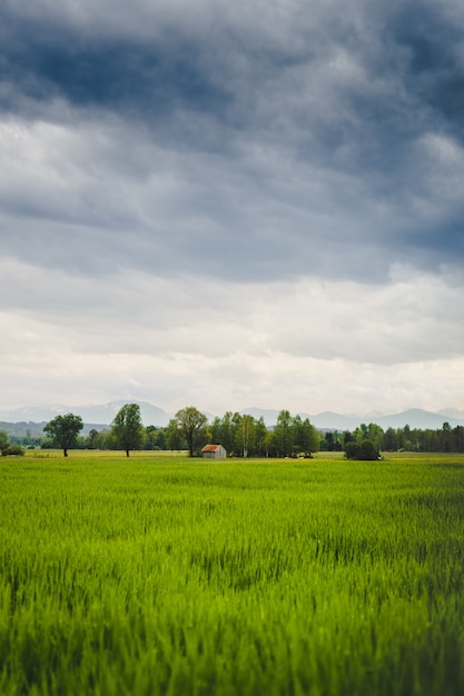 Tir vertical d'un beau champ vert avec une vieille grange visible au loin